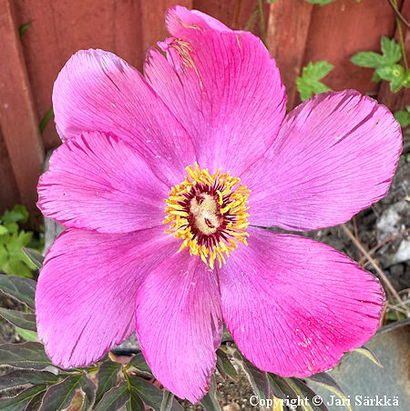 Paeonia officinalis, vuoripioni